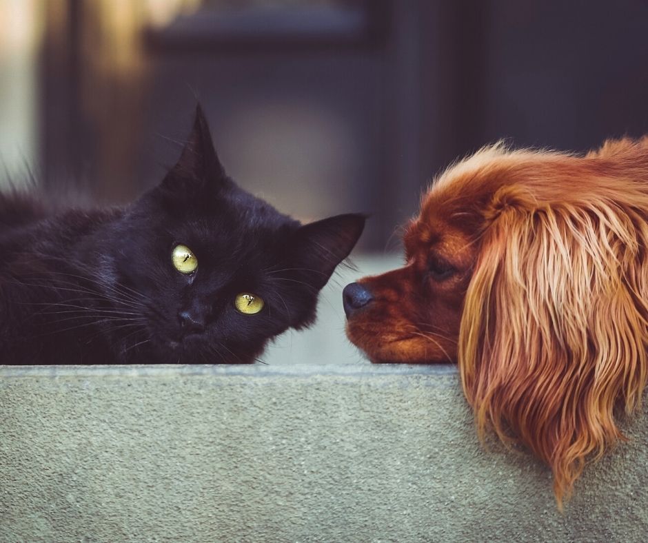 Pot fi animalele de companie vegane?