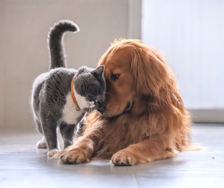 De ce să adoptăm un animal?