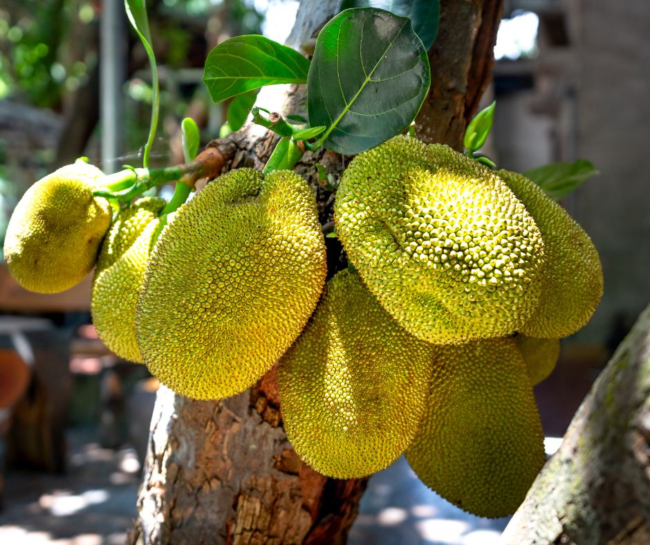 Jackfruit - textura de carne