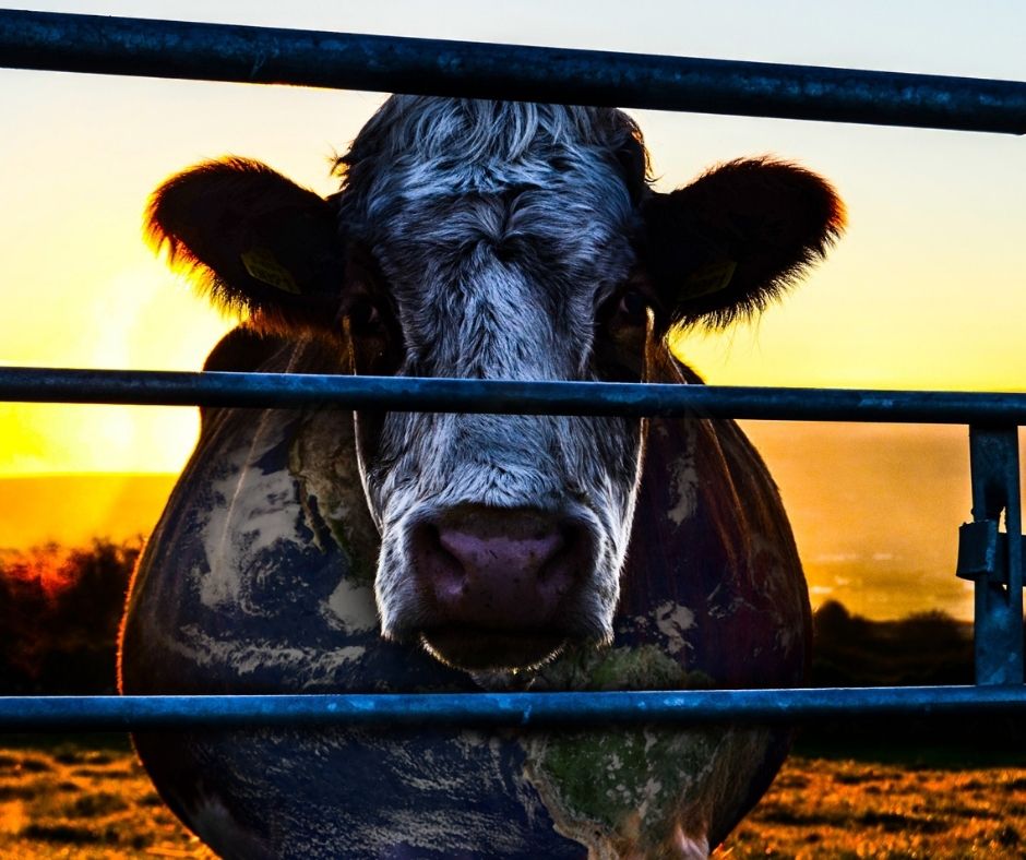 5 Documentare Despre Veganism De Vizionat