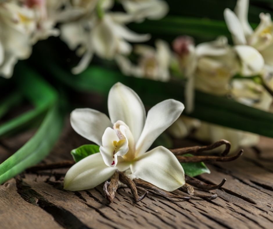 Vanilia, printre cele mai scumpe condimente din lume