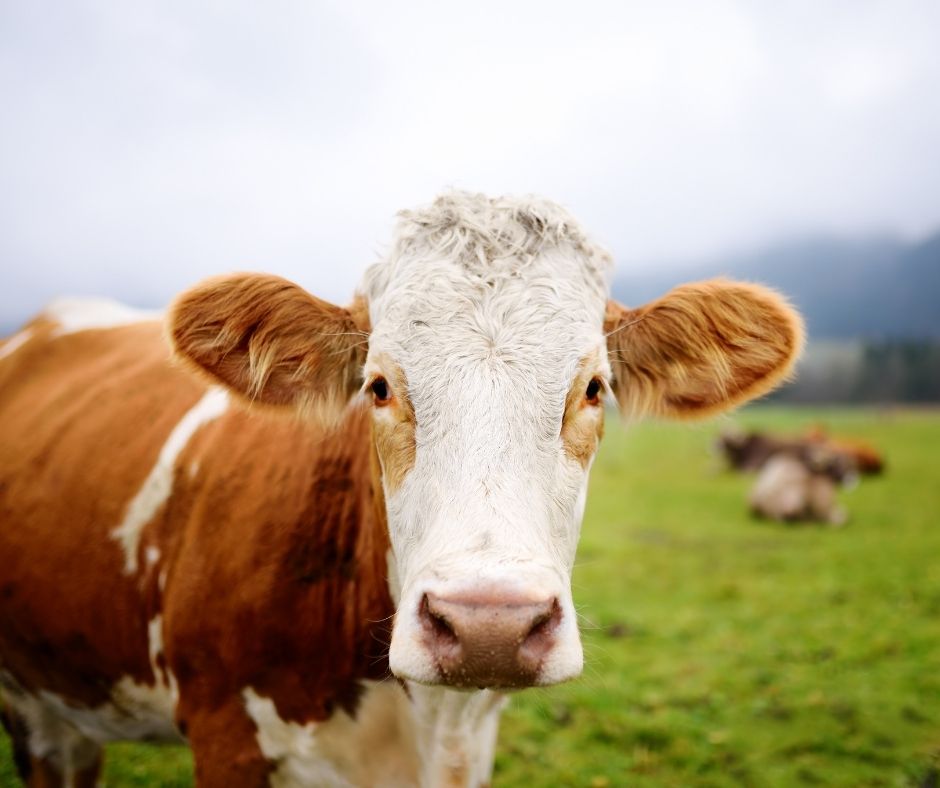 Vegan Pentru Animale – Cu Ce Se Ocupă Comunitatea Vegană?